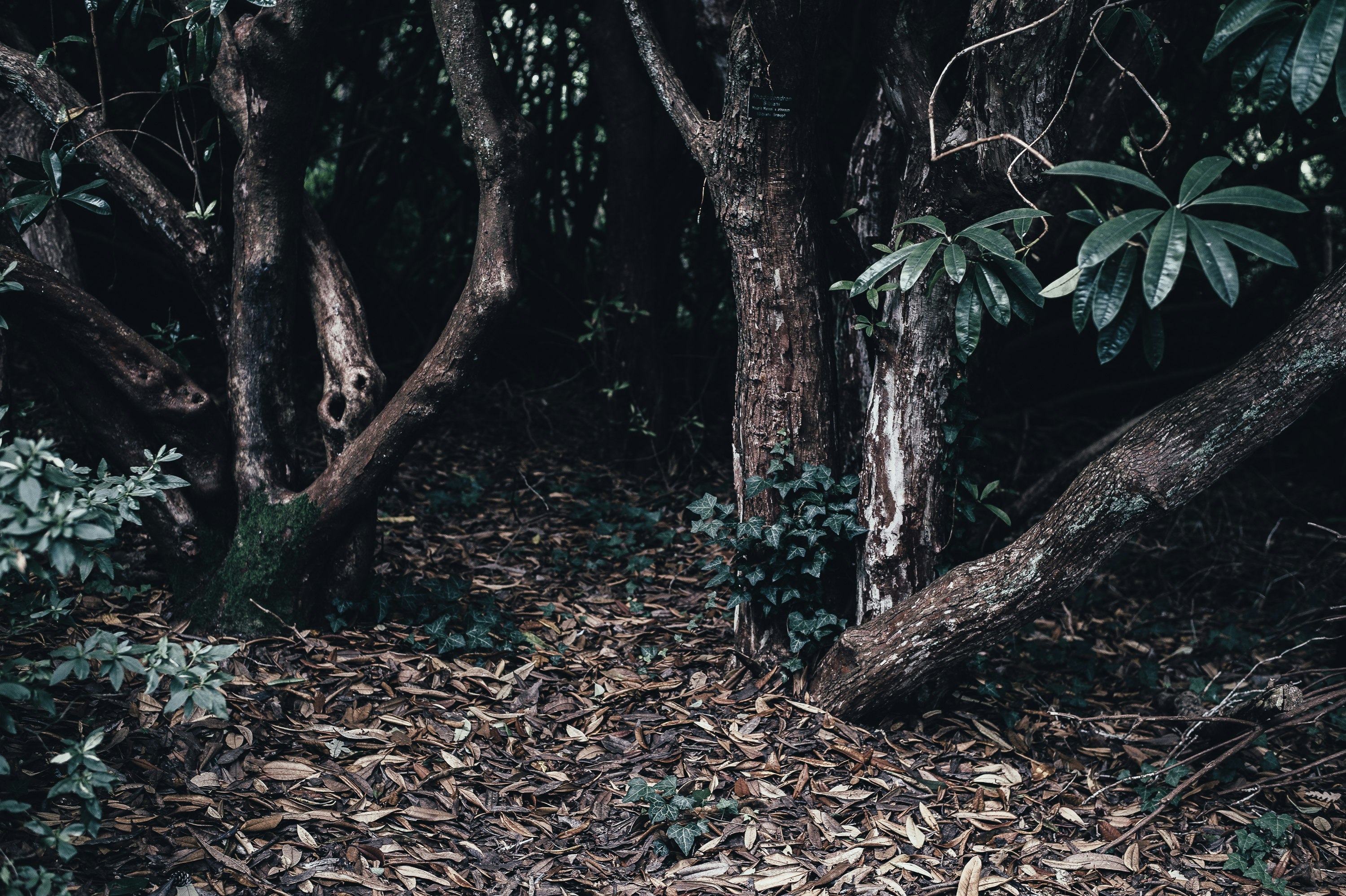 green leafed trees